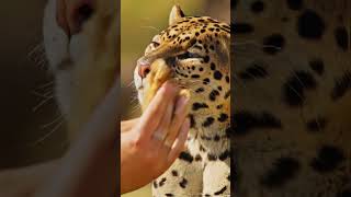 This Leopard LOVES Getting Face Scratches! Profile