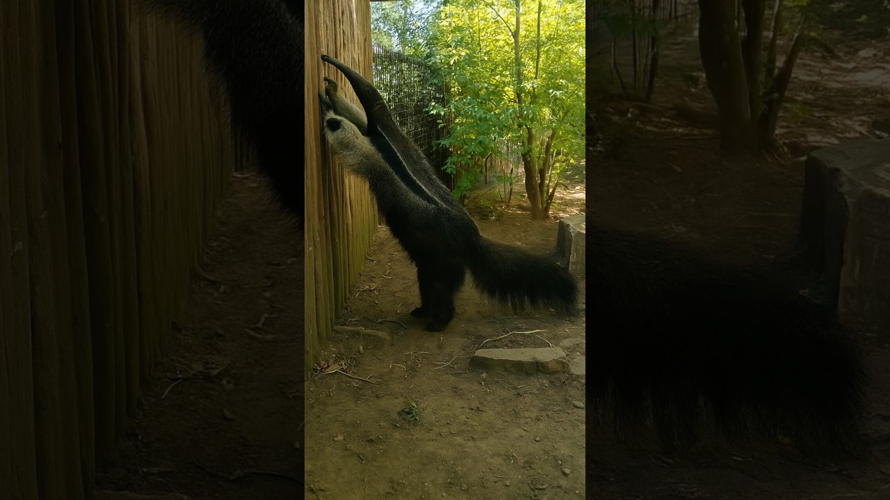 🐜🐜🐜🐜Anteater on a Mission! | Zoo Moment 