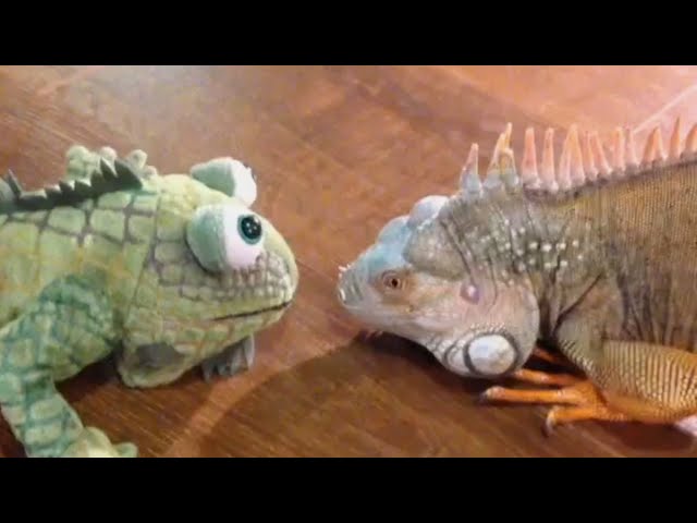 iguana doll