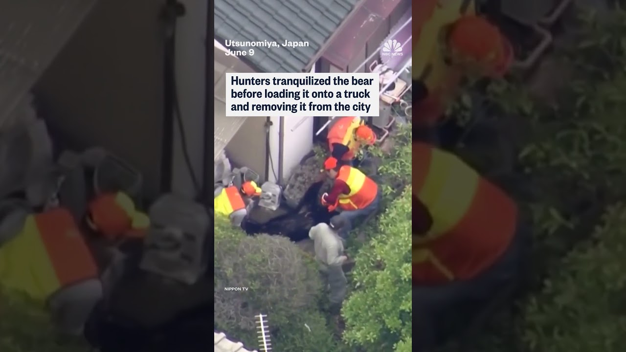 Bear captured after multi-day hunt in Japan