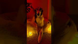 how to summon your borzoi, part 2 #borzoi #part2 #longdog #cutedog #dogsofyoutube