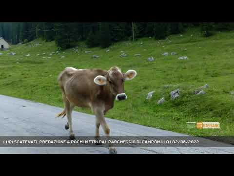 LUPI SCATENATI, PREDAZIONE A POCHI METRI DAL PARCHEGGIO DI CAMPOMULO | 02/08/2022