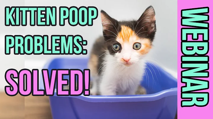 Kitten Poop: Everything You Need to Know to Keep Them Healthy - DayDayNews