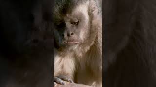Attenborough On Primate Tools #shorts