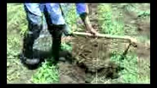 Layout Push pull plot by Lambwe Farmer Group
