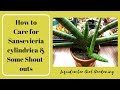 How to Care for Sansevieria cylindrica & Some Shout-Outs