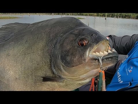 Vídeo: Uma Piranha Gigante Foi Capturada Perto De Rostov - Visão Alternativa
