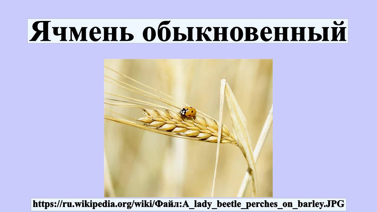 Ячмень обыкновенный