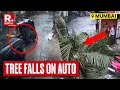 Mumbai Dust Storm: Video Captures Moment Tree Falls On Auto In Jogeshwari
