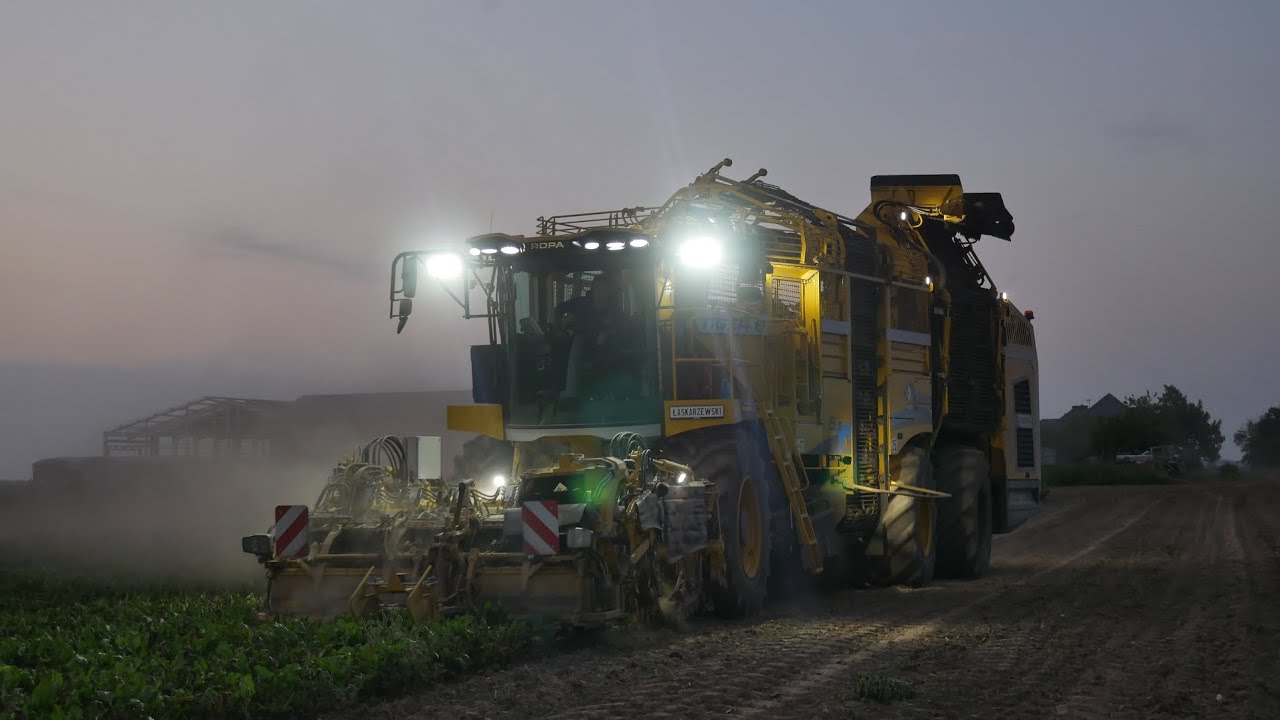 🇵🇱Nowa Ropa Tiger 6sd🇵🇱🚨 kopanie buraków cukrowych Usługi Rolnicze Łaskarzewski