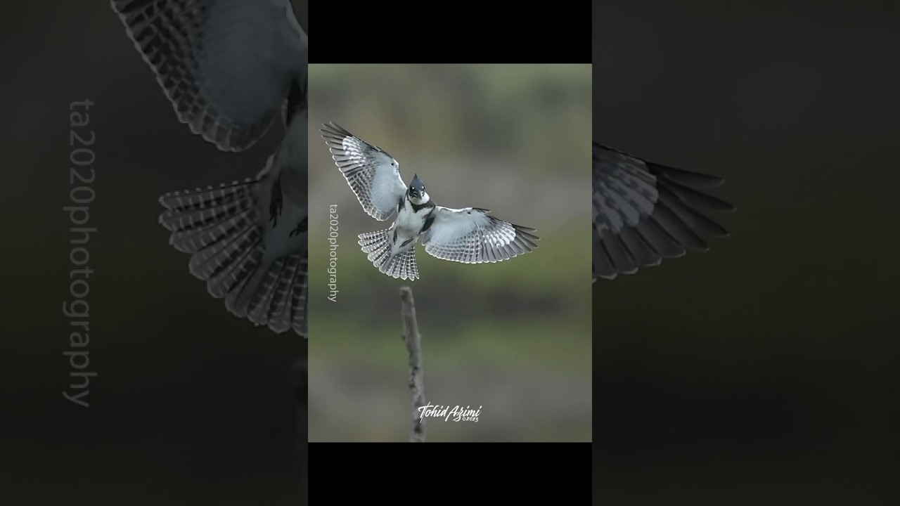 Artistic Male Kingfisher landing 