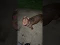 Who Will Be Larger рџ рџ рџ Ј Nbfchloe Nbfarkansas Nbf Xlbully Pitbull Who Will Be Larger рџ рџ рџ Ј Nbfchloe Nbfarkansas Nbf Xlbully Pitbull