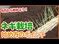家庭菜園や農園のネギ栽培を6月から始めるコツ!ネギを成功させる土作りや植え方を徹底解説!【農家直伝】/Tips for starting greenonion cultivation in June.