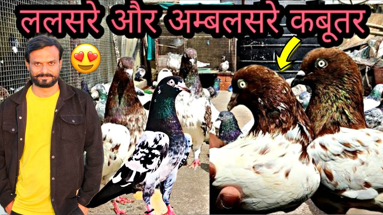 Mere New Teddy Cross Kabutar Ka Shauk 😍 Lalsira Punjabi kabutar 💀🕊️