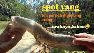 SPOT YG TAK PERNAH DI PANCINGI ORANG || IKAN GABUSNYA BABON²