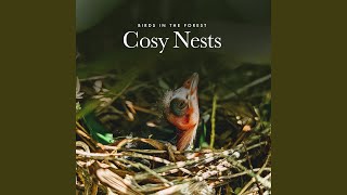 Muse Short - Birds in the Forest
