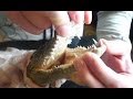 Крокодил в кефирном маринаде