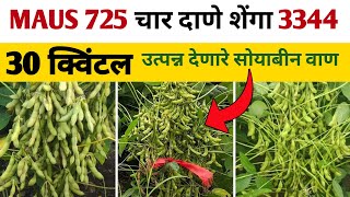 चार दाणे असलेला कोणता वाण करावा | MAUS 725 सोयाबीन  | Green gold 3344 soybean