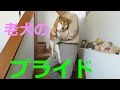 柴犬まめの飼い犬であるがゆえのプライド!