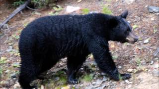 Bear PSA (Pd 1)