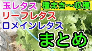 【家庭菜園】レタスの成長まとめ作りました。2月23日に種まきしたレタス達。5月頭から半ばでの収穫となりましたが、今年も美味しくいただけました。成長過程是非みてください。 【家庭菜園】レタスの成長まとめ作りました。2月23日に種まきしたレタス達。5月頭から半ばでの収穫となりましたが、今年も美味しくいただけました。成長過程是非みてください。