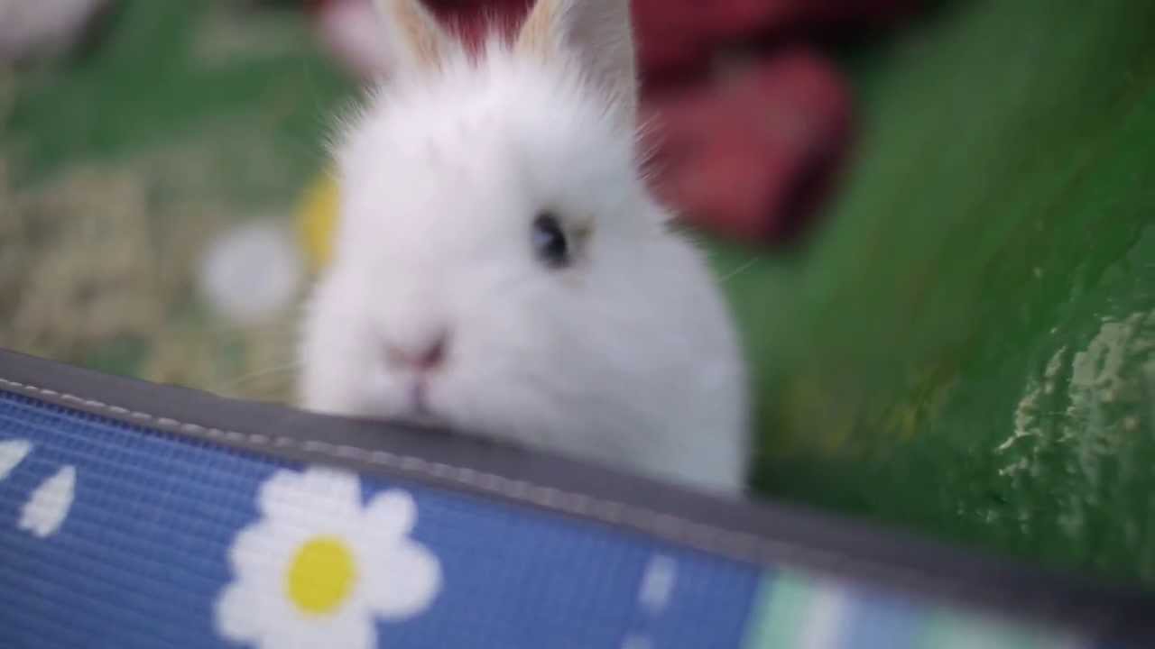 우리집 귀여운 토끼 (cute rabbit) YouTube