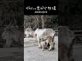 おっぱい開放時間はあっという間（笑）！？トカラヤギのひかりママの超スピード授乳と必死な双子姉妹 #shorts
