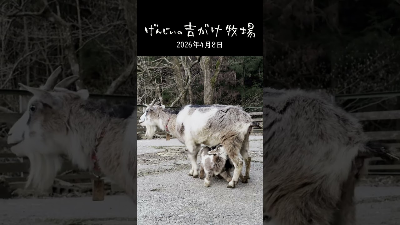 おっぱい開放時間はあっという間（笑）！？トカラヤギのひかりママの超スピード授乳と必死な双子姉妹 #shorts