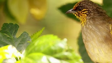 Nightingale singing | The best bird song in the world | Luscinia megarhynchos