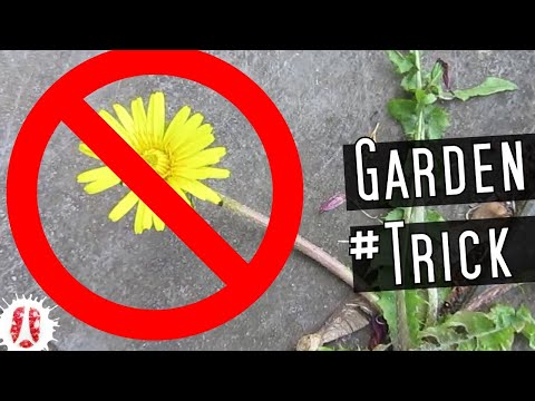 Video: Kawalan Dandelion - Cara Menghilangkan Dandelion
