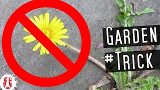 HOW TO Permanently Get Rid Of Dandelions When You Can&#39;t Get Access To The Roots #DIY #Gardening