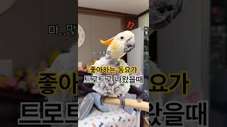 좋아하는 동요가 트로트로 나왔을 때 #김로미반응