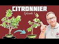 Je fais un bonsa avec un citronnier   nejikan bonsai 