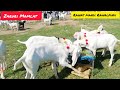 Rawat Bakra Mandi Latest Update 6-June-2023 Today || Qurbani K Bakray or Turkey Dumbay #Rawatmandi