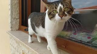 Kedi̇mi̇z Dumani Toki̇den Aldiğimiz Bahçeli̇ Evi̇mi̇ze Geti̇rdi̇k / Bahçede İlk Adimlari, Verdi̇ği̇ Tepki̇ler