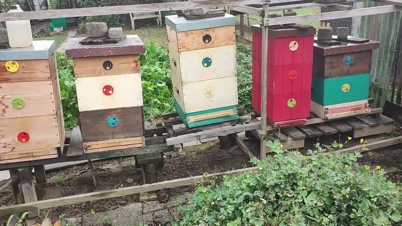 Včela Kraňská, Buckfast , nebo včela Tmavá? Mám jednoznačný názor, děkuji generaci včelařů před námi