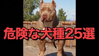 【雑学】最も危険な犬種25種類【雑学の王様】