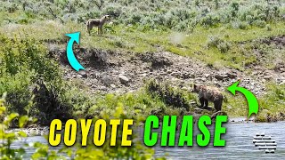 Grizzly Bear Chased by a Coyote