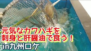 【九州鮮魚】カワハギ刺身肝醤油・カワハギ捌き方！ 九州のキモパンてげうめぇーっちゃが！