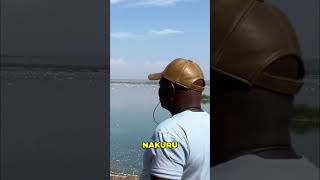 Millions of Flamingos! Lake Elementaita Kenya Travel Vlog #shorts