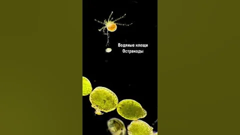 Водяные клещи, также известные как Гидрахнидии,