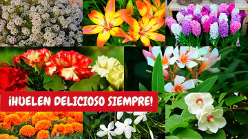 ¿Cuál es la flor que huele más rico?