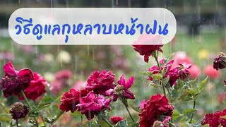 วิธีดูแลกุหลาบ | หน้าฝน | EP.299 | คนบ้ากุหลาบ