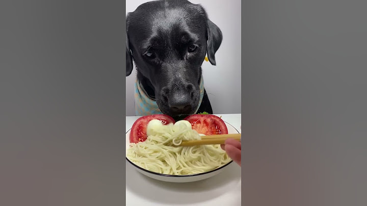 كلب |  كلب ياكل اندومي |  كلب ياكل اندومي حار|  بندورة | dog