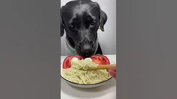 كلب كلب ياكل اندومي كلب ياكل اندومي حار بندورة Dog 