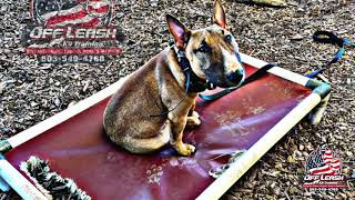 Otis | 8 Months | Mini Bull Terrier | Best Trained Dogs of OR | Portland OffLeash K9 Training