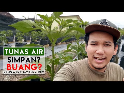 Video: Bilakah saya perlu memangkas fuchsia?