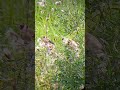 Marstrands våtmark 250924 nordens papegoja