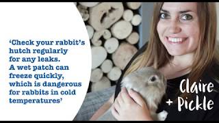 6 ways to keep your rabbit well this winter