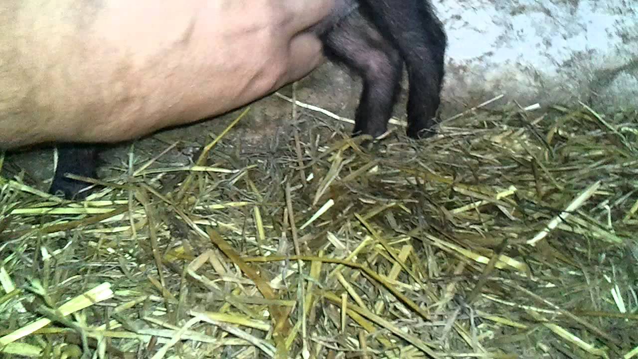 Chinese Pig Shrek YouTube